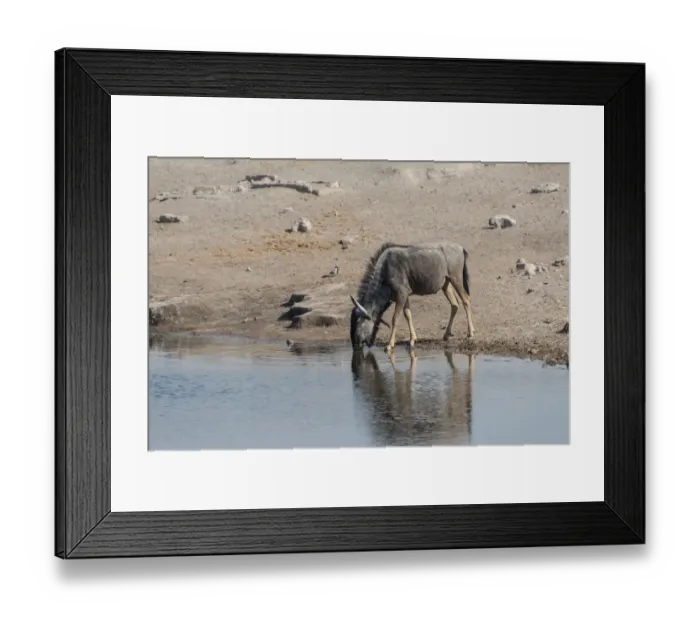 Framed Print : Blue Wildebeest -Connochaetes taurinus- drinking at the Chudop waterhole, Etosha National Park, Namibia Framed Print : Blue Wildebeest -Connochaetes taurinus- drinking at the Chudop waterhole, Etosha National Park, Namibia