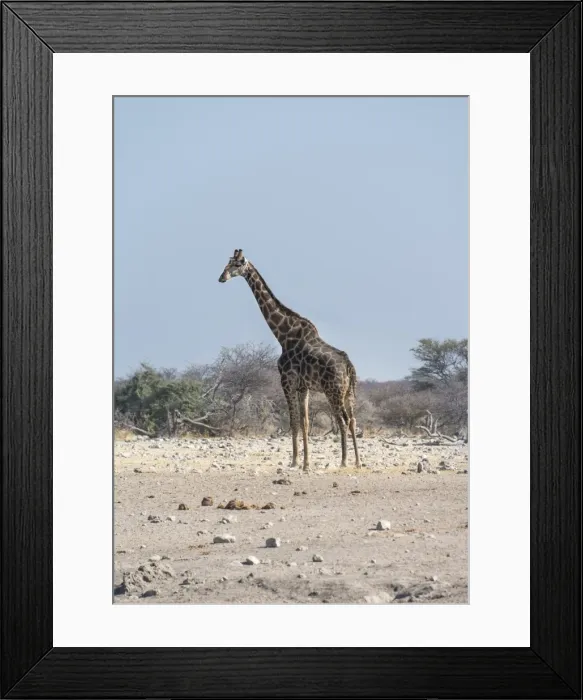 Framed Print : Giraffe -Giraffa camelopardis-, Chudop water hole, Etosha National Park, Namibia Framed Print : Giraffe -Giraffa camelopardis-, Chudop water hole, Etosha National Park, Namibia