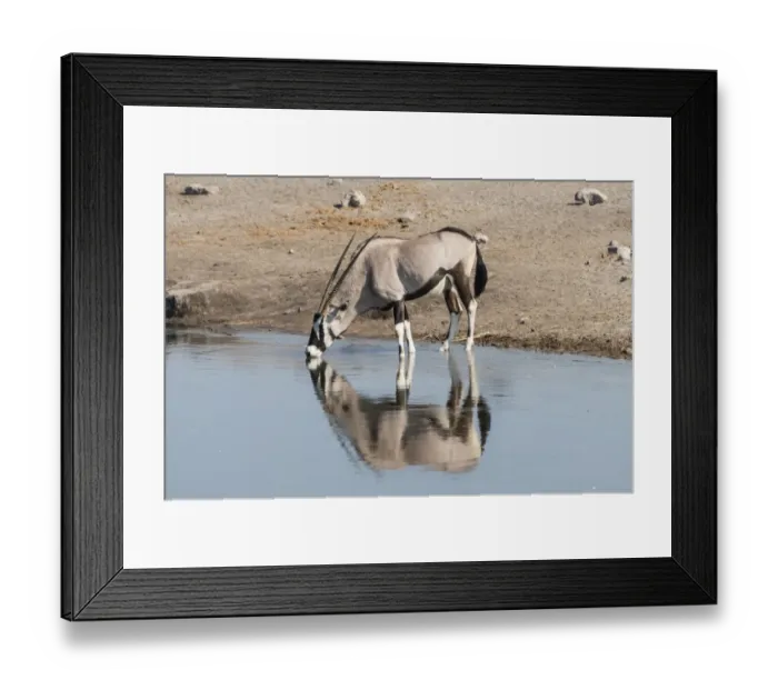 Framed Print : Gemsbok -Oryx gazella- standing in the water drinking, Chudop waterhole, Etosha National Park, Namibia Framed Print : Gemsbok -Oryx gazella- standing in the water drinking, Chudop waterhole, Etosha National Park, Namibia