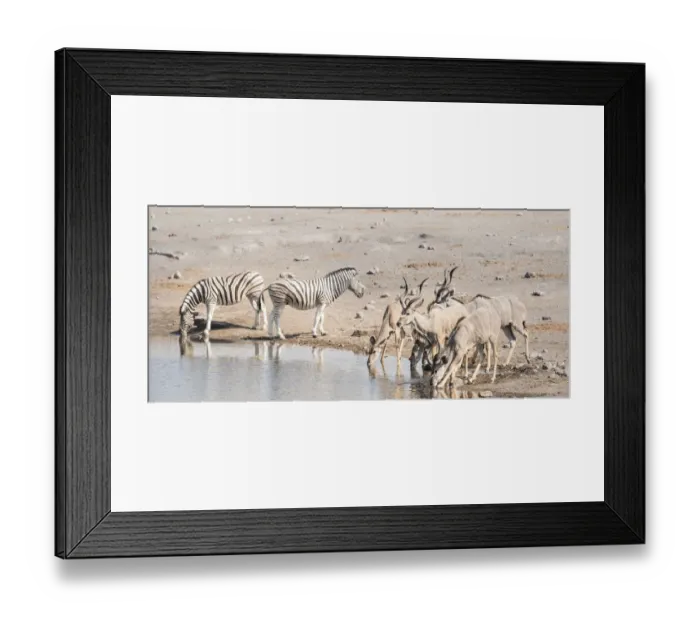 Framed Print : Burchells zebras -Equus quagga burchelli- and Greater kudus -Tragelaphus strepsiceros-, Chudop waterhole, Etosha National Park, Namibia Framed Print : Burchells zebras -Equus quagga burchelli- and Greater kudus -Tragelaphus strepsiceros-, Chudop waterhole, Etosha National Park, Namibia