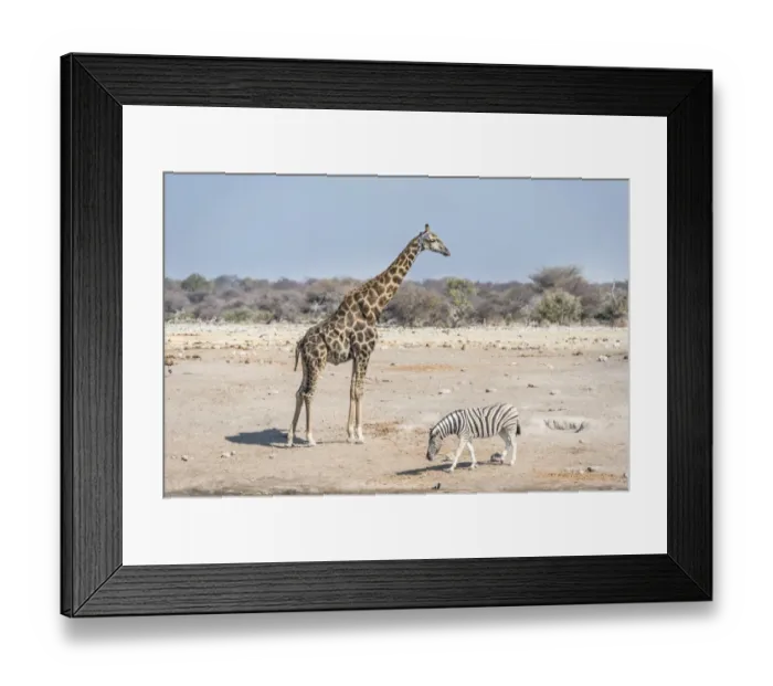 Framed Print : Giraffe -Giraffa camelopardis- and Burchells zebra -Equus quagga burchelli-, Chudop water hole, Etosha National Park, Namibia Framed Print : Giraffe -Giraffa camelopardis- and Burchells zebra -Equus quagga burchelli-, Chudop water hole, Etosha National Park, Namibia