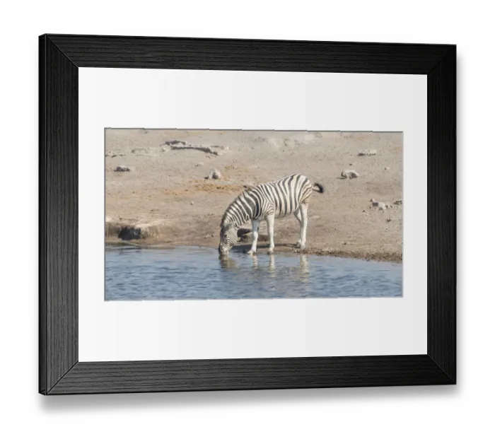 Framed Print : Burchells Zebra -Equus quagga burchelli-, Chudop waterhole, Etosha National Park, Namibia Framed Print : Burchells Zebra -Equus quagga burchelli-, Chudop waterhole, Etosha National Park, Namibia