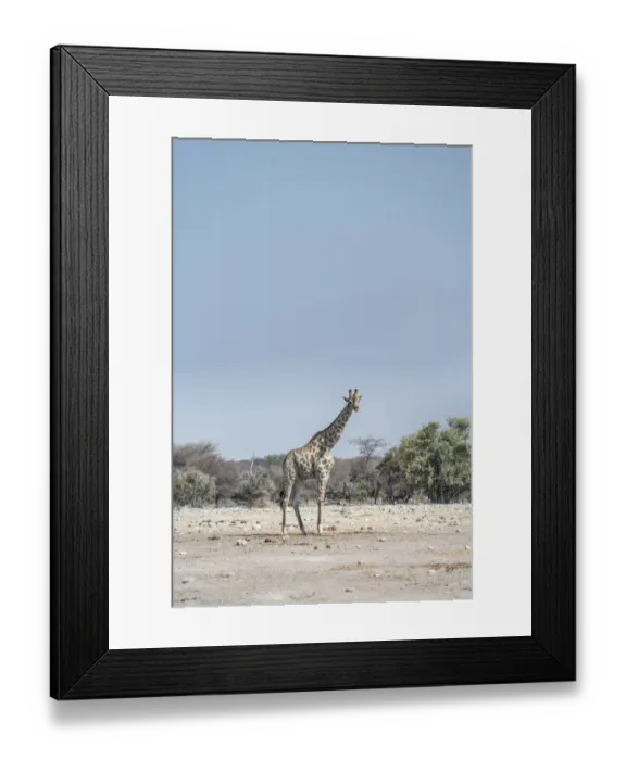Framed Print : Giraffe -Giraffa camelopardis-, Chudop water hole, Etosha National Park, Namibia Framed Print : Giraffe -Giraffa camelopardis-, Chudop water hole, Etosha National Park, Namibia
