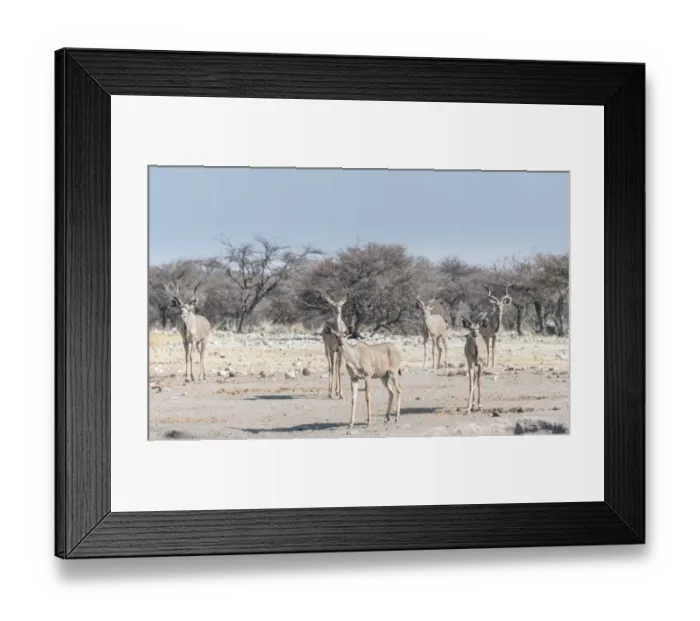 Framed Print : Greater kudu -Tragelaphus strepsiceros-, Chudop waterhole, Etosha National Park, Namibia