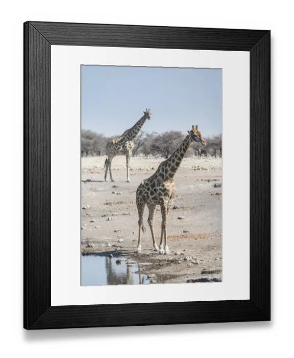 Framed Print : Giraffes -Giraffa camelopardis-, Chudop water hole, Etosha National Park, Namibia Framed Print : Giraffes -Giraffa camelopardis-, Chudop water hole, Etosha National Park, Namibia
