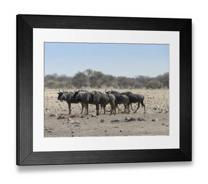 Framed Print : Group of blue wildebeest -Connochaetes taurinus-, Chudop waterhole, Etosha National Park, Namibia Framed Print : Group of blue wildebeest -Connochaetes taurinus-, Chudop waterhole, Etosha National Park, Namibia