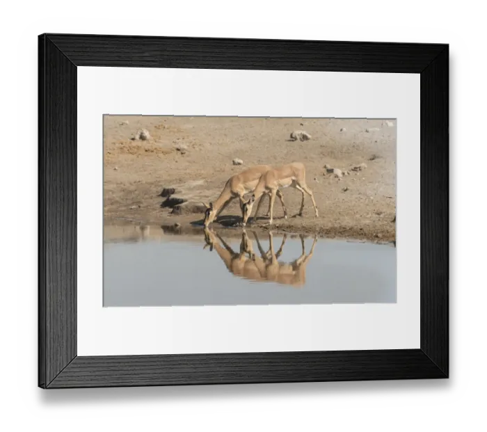 Framed Print : Group of Black Nose Impalas -Aepyceros melampus petersi- drinking at water, Chudop waterhole, Etosha National Park, Namibia Framed Print : Group of Black Nose Impalas -Aepyceros melampus petersi- drinking at water, Chudop waterhole, Etosha National Park, Namibia