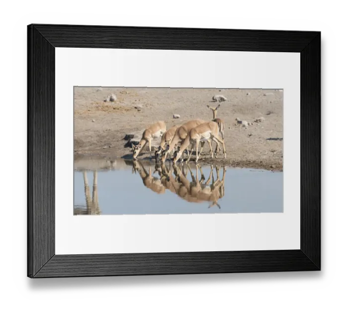Framed Print : Group of Black Nose Impalas -Aepyceros melampus petersi- drinking at water, Chudop waterhole, Etosha National Park, Namibia Framed Print : Group of Black Nose Impalas -Aepyceros melampus petersi- drinking at water, Chudop waterhole, Etosha National Park, Namibia