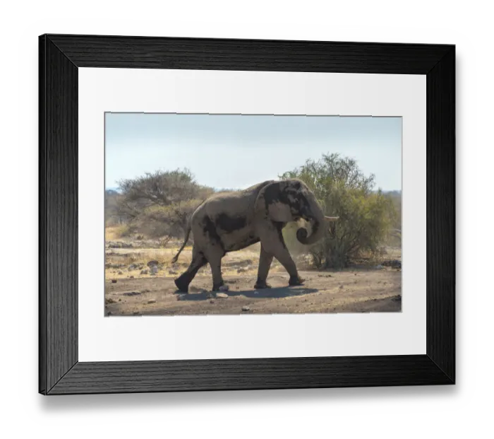 Framed Print : African Bush Elephant -Loxodonta africana-, Koinachas waterhole, Etosha National Park, Namibia Framed Print : African Bush Elephant -Loxodonta africana-, Koinachas waterhole, Etosha National Park, Namibia