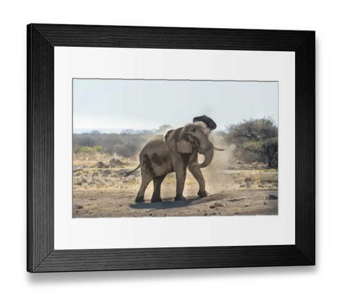 Framed Print : African Bush Elephant -Loxodonta africana- taking a dust bath, Koinachas waterhole, Etosha National Park, Namibia Framed Print : African Bush Elephant -Loxodonta africana- taking a dust bath, Koinachas waterhole, Etosha National Park, Namibia