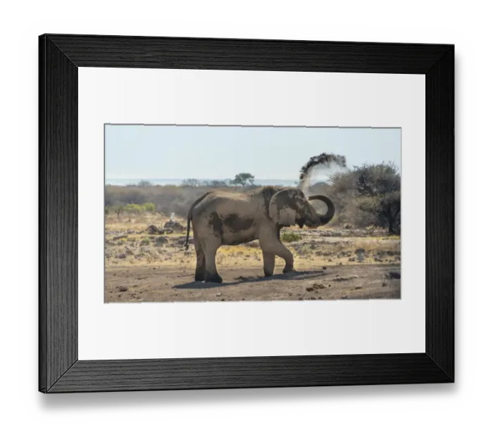 Framed Print : African Bush Elephant -Loxodonta africana- taking a dust bath, Koinachas waterhole, Etosha National Park, Namibia Framed Print : African Bush Elephant -Loxodonta africana- taking a dust bath, Koinachas waterhole, Etosha National Park, Namibia