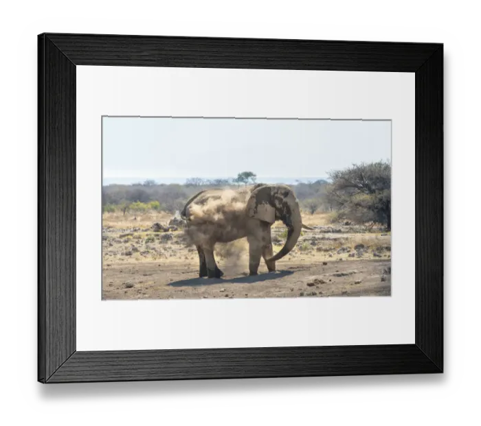 Framed Print : African Bush Elephant -Loxodonta africana- taking a dust bath, Koinachas waterhole, Etosha National Park, Namibia Framed Print : African Bush Elephant -Loxodonta africana- taking a dust bath, Koinachas waterhole, Etosha National Park, Namibia