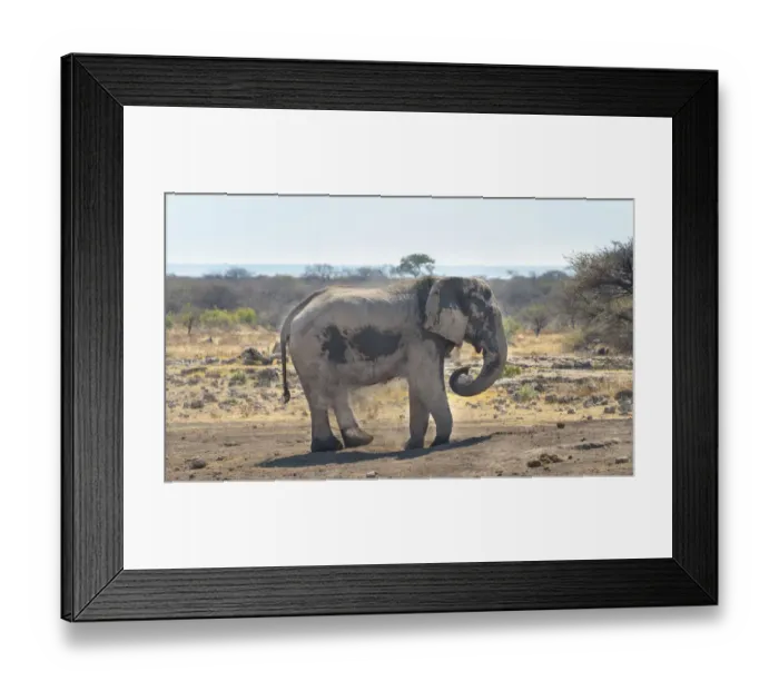 Framed Print : African Bush Elephant -Loxodonta africana- taking a dust bath, Koinachas waterhole, Etosha National Park, Namibia Framed Print : African Bush Elephant -Loxodonta africana- taking a dust bath, Koinachas waterhole, Etosha National Park, Namibia