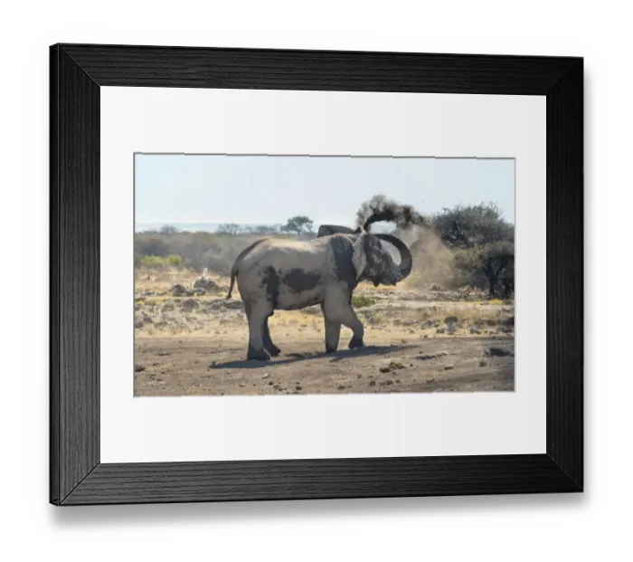 Framed Print : African Bush Elephant -Loxodonta africana- taking a dust bath, Koinachas waterhole, Etosha National Park, Namibia Framed Print : African Bush Elephant -Loxodonta africana- taking a dust bath, Koinachas waterhole, Etosha National Park, Namibia