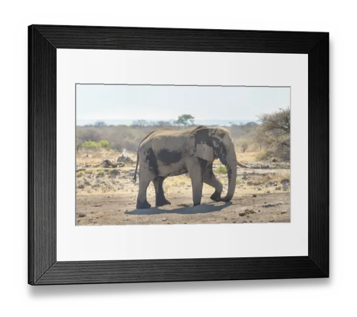 Framed Print : African Bush Elephant -Loxodonta africana- taking a dust bath, Koinachas waterhole, Etosha National Park, Namibia