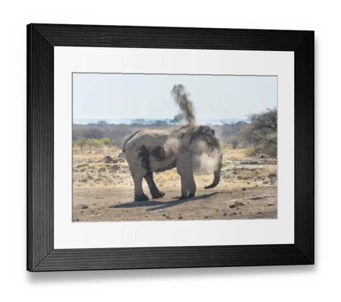 Framed Print : African Bush Elephant -Loxodonta africana- taking a dust bath, Koinachas waterhole, Etosha National Park, Namibia Framed Print : African Bush Elephant -Loxodonta africana- taking a dust bath, Koinachas waterhole, Etosha National Park, Namibia