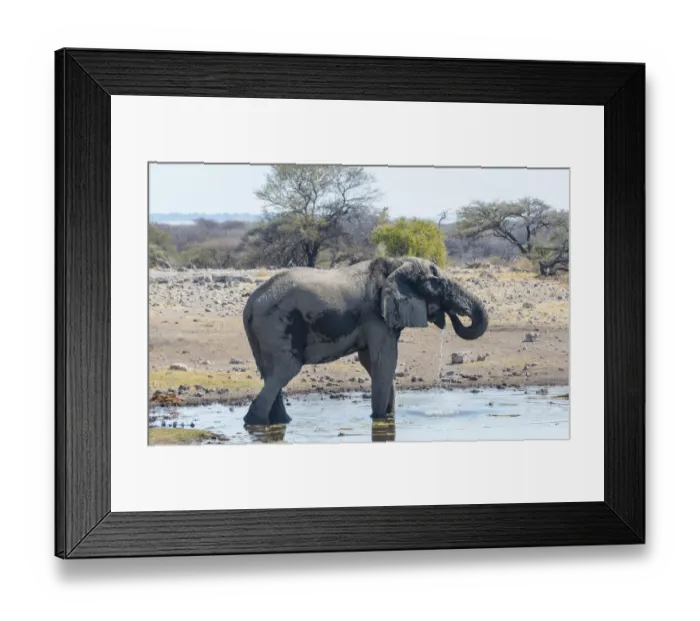 Framed Print : African Bush Elephant -Loxodonta africana-, Koinachas waterhole, Etosha National Park, Namibia Framed Print : African Bush Elephant -Loxodonta africana-, Koinachas waterhole, Etosha National Park, Namibia