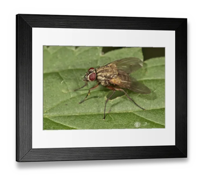 Framed Print : Muscid Fly -Phaonia angelicae-, Untergroeningen, Baden-Wuerttemberg, Germany, Europe Framed Print : Muscid Fly -Phaonia angelicae-, Untergroeningen, Baden-Wuerttemberg, Germany, Europe