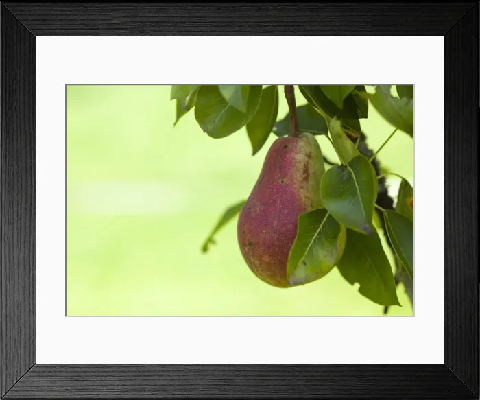 Framed Print : Organic pear on the tree, close-up Framed Print : Organic pear on the tree, close-up