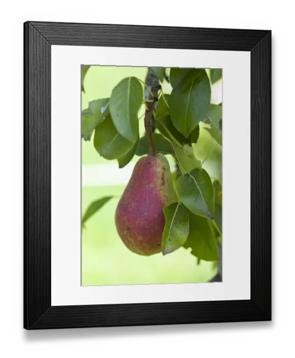 Framed Print : Organic pear on the tree, close-up Framed Print : Organic pear on the tree, close-up