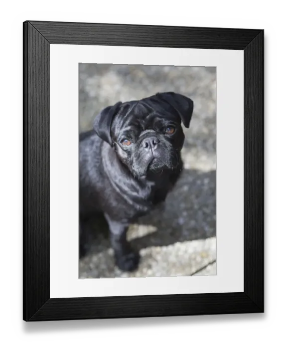 Framed Print : Black Pug, portrait