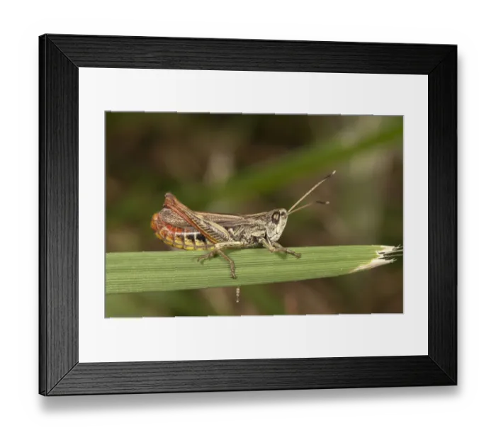 Framed Print : Rufous Grasshopper -Gomphocerus rufus-, female, Untergroeningen, Baden-Wuerttemberg, Germany, Europe