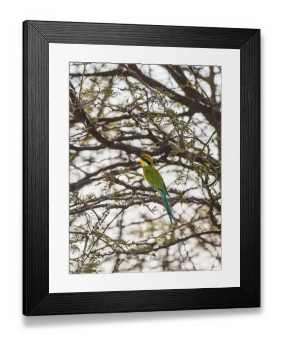Framed Print : Blue-cheeked Bee-eater -Merops persicus- perched on a dry acacia tree, Etosha National Park, Namibia