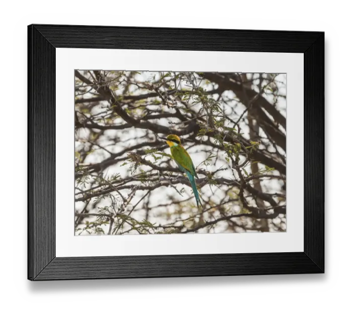 Framed Print : Blue-cheeked Bee-eater -Merops persicus- perched on a dry acacia tree, Etosha National Park, Namibia
