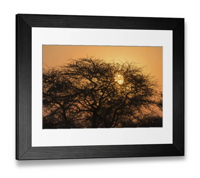 Framed Print : Sunset behind trees, Etosha National Park, Namibia Framed Print : Sunset behind trees, Etosha National Park, Namibia