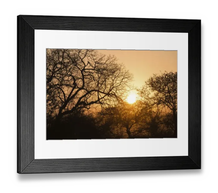 Framed Print : Sunset behind trees, Etosha National Park, Namibia Framed Print : Sunset behind trees, Etosha National Park, Namibia
