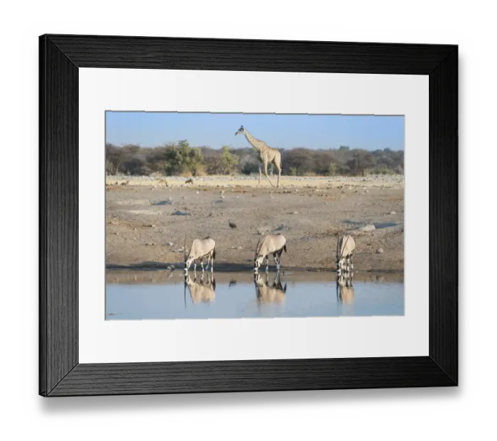 Framed Print : Gemsboks -Oryx gazella- drinking at the Chudop waterhole, a Giraffe -Giraffa camelopardalis- at back, Etosha National Park, Namibia