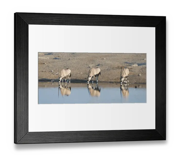 Framed Print : Gemsboks -Oryx gazella- drinking at the Chudop waterhole, Etosha National Park, Namibia
