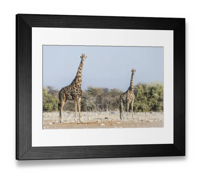 Framed Print : Giraffes -Giraffa camelopardis- near the waterhole of Chudop, Etosha National Park, Namibia