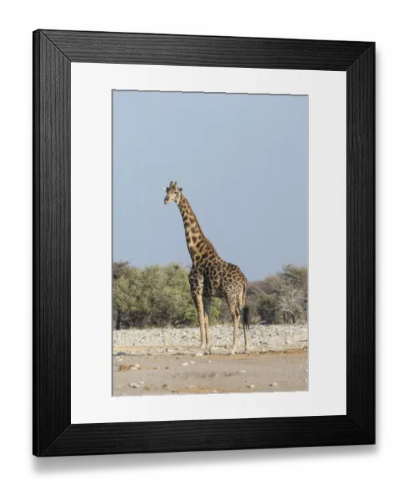 Framed Print : Giraffe -Giraffa camelopardis-, near the waterhole of Chudop, Etosha National Park, Namibia Framed Print : Giraffe -Giraffa camelopardis-, near the waterhole of Chudop, Etosha National Park, Namibia