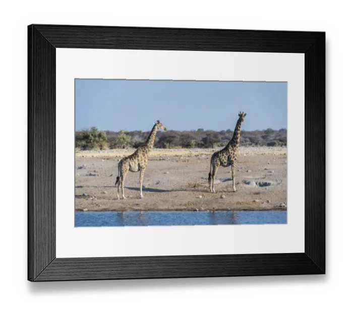 Framed Print : Two Giraffes -Giraffa camelopardis- at the waterhole of Chudop, Etosha National Park, Namibia