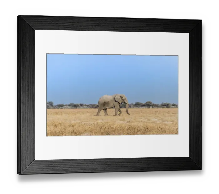 Framed Print : African Elephant -Loxodonta africana-, bull elephant, Etosha National Park, Namibia Framed Print : African Elephant -Loxodonta africana-, bull elephant, Etosha National Park, Namibia