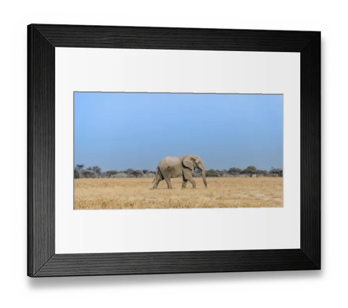 Framed Print : African Elephant -Loxodonta africana-, bull elephant, Etosha National Park, Namibia