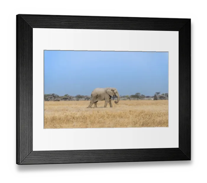 Framed Print : African Elephant -Loxodonta africana-, bull elephant, Etosha National Park, Namibia Framed Print : African Elephant -Loxodonta africana-, bull elephant, Etosha National Park, Namibia