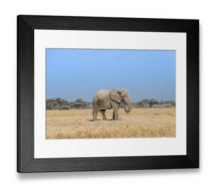 Framed Print : African Elephant -Loxodonta africana-, bull elephant, Etosha National Park, Namibia Framed Print : African Elephant -Loxodonta africana-, bull elephant, Etosha National Park, Namibia