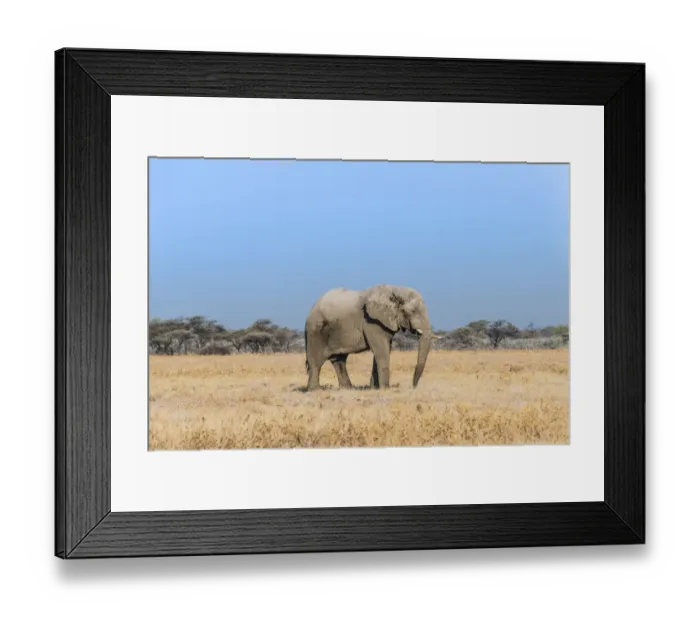 Framed Print : African Elephant -Loxodonta africana-, bull elephant, Etosha National Park, Namibia Framed Print : African Elephant -Loxodonta africana-, bull elephant, Etosha National Park, Namibia