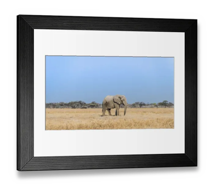 Framed Print : African Elephant -Loxodonta africana-, bull elephant, Etosha National Park, Namibia