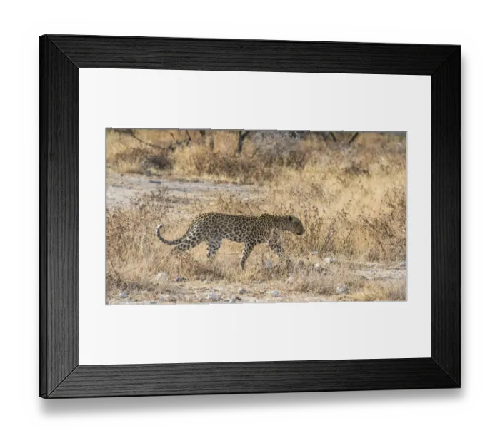 Framed Print : Leopard -Panthera pardus-, Etosha National Park, Namibia Framed Print : Leopard -Panthera pardus-, Etosha National Park, Namibia