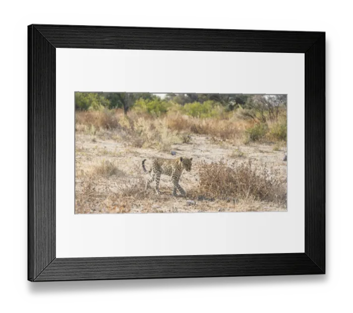 Framed Print : Leopard -Panthera pardus-, Etosha National Park, Namibia Framed Print : Leopard -Panthera pardus-, Etosha National Park, Namibia