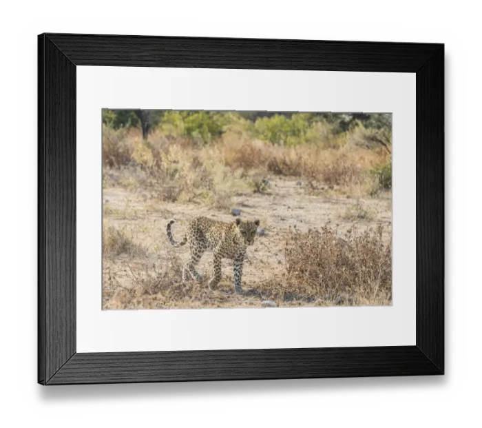 Framed Print : Leopard -Panthera pardus-, Etosha National Park, Namibia Framed Print : Leopard -Panthera pardus-, Etosha National Park, Namibia