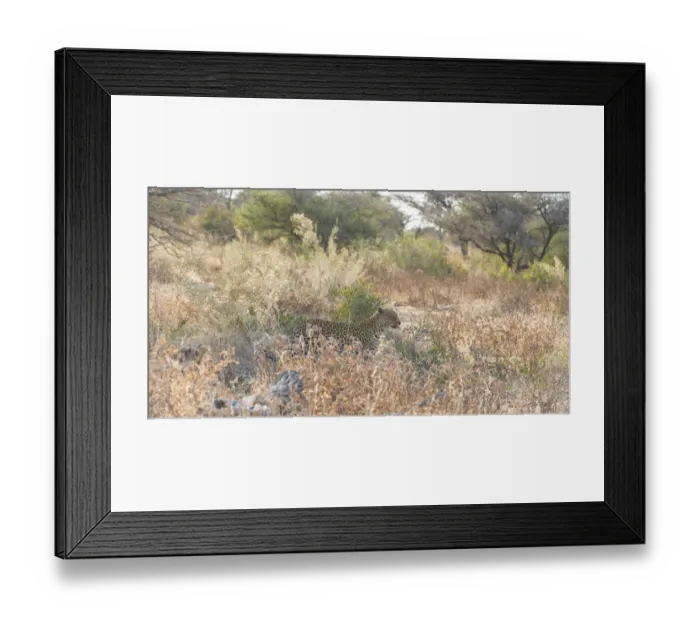 Framed Print : Leopard -Panthera pardus-, Etosha National Park, Namibia