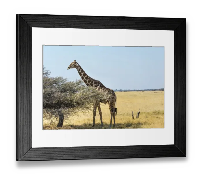Framed Print : Giraffe -Giraffa camelopardis- in dry grassland, Etosha National Park, Namibia Framed Print : Giraffe -Giraffa camelopardis- in dry grassland, Etosha National Park, Namibia
