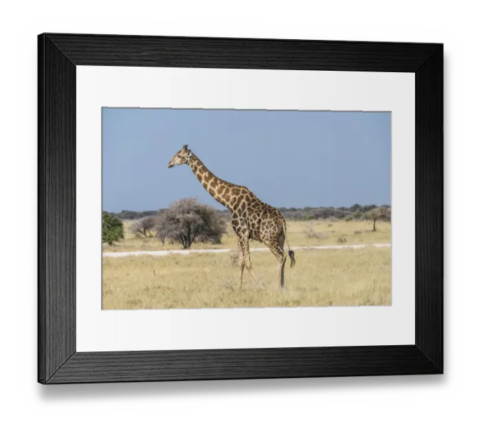 Framed Print : Giraffe -Giraffa camelopardis- in dry grassland, Etosha National Park, Namibia Framed Print : Giraffe -Giraffa camelopardis- in dry grassland, Etosha National Park, Namibia