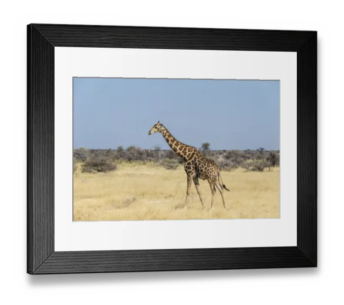 Framed Print : Giraffe -Giraffa camelopardis- in dry grassland, Etosha National Park, Namibia Framed Print : Giraffe -Giraffa camelopardis- in dry grassland, Etosha National Park, Namibia