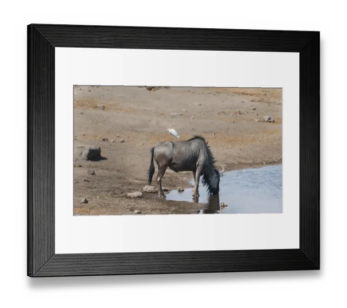 Framed Print : Blue Wildebeest -Connochaetes taurinus- with a Cattle Egret -Bubulcus ibis- on its back drinking at the waterhole of Chudop, Etosha National Park, Namibia Framed Print : Blue Wildebeest -Connochaetes taurinus- with a Cattle Egret -Bubulcus ibis- on its back drinking at the waterhole of Chudop, Etosha National Park, Namibia