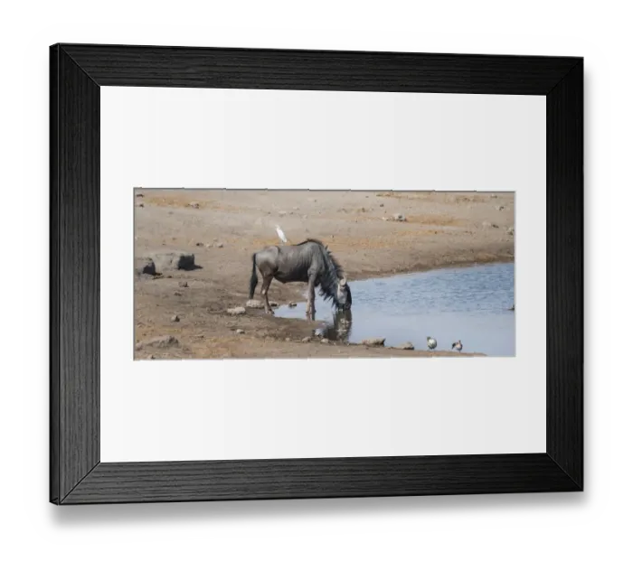 Framed Print : Blue Wildebeest -Connochaetes taurinus- with a Cattle Egret -Bubulcus ibis- on its back drinking at the waterhole of Chudop, Etosha National Park, Namibia Framed Print : Blue Wildebeest -Connochaetes taurinus- with a Cattle Egret -Bubulcus ibis- on its back drinking at the waterhole of Chudop, Etosha National Park, Namibia